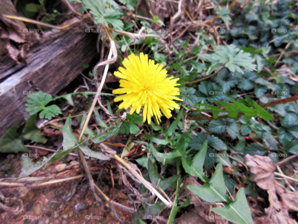 Dandelion
