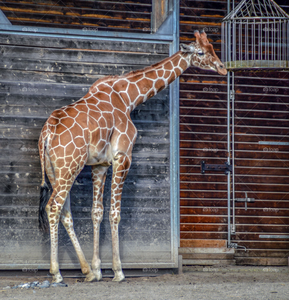 A giraffe in Copenhagen zoo