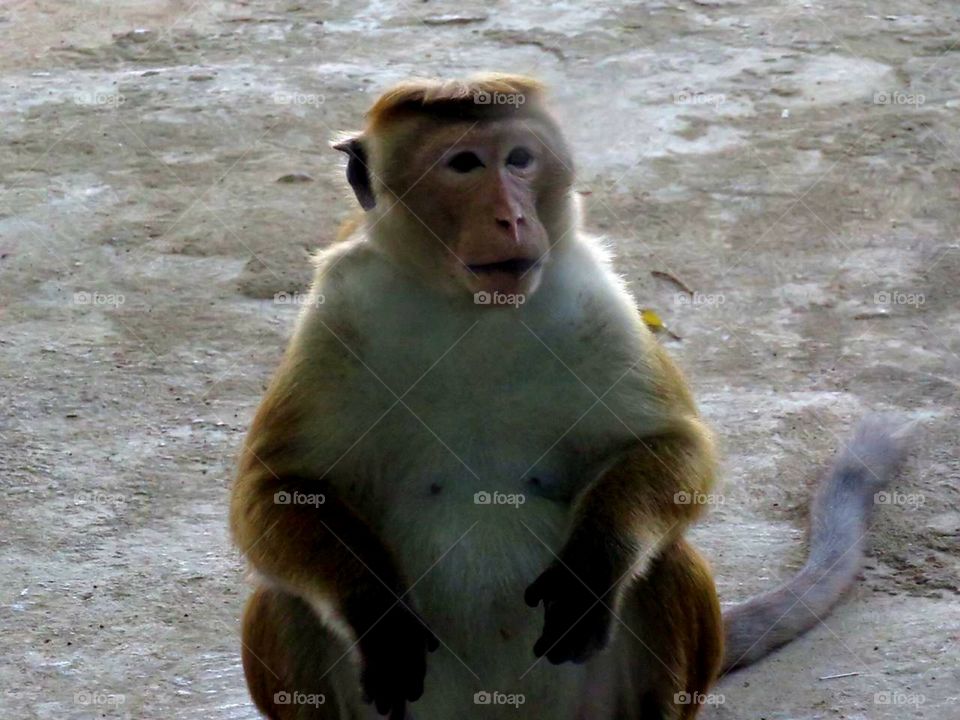 monkey pose