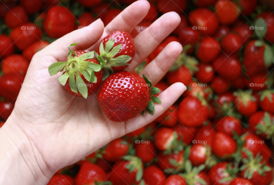 Woman hand picking strawberries