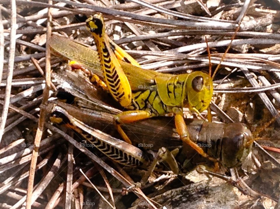 Grasshopper Duo