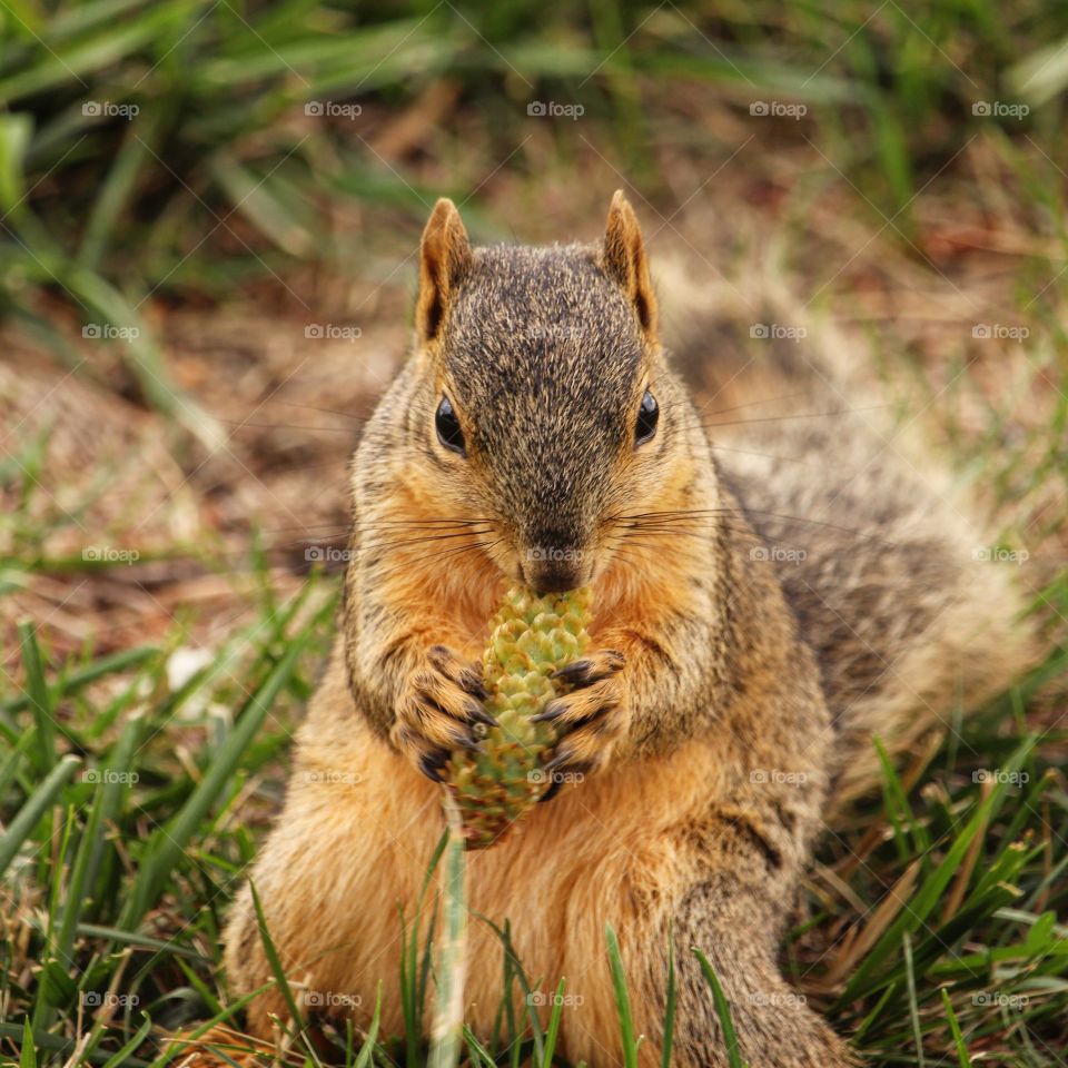 Adorable squirrel 3