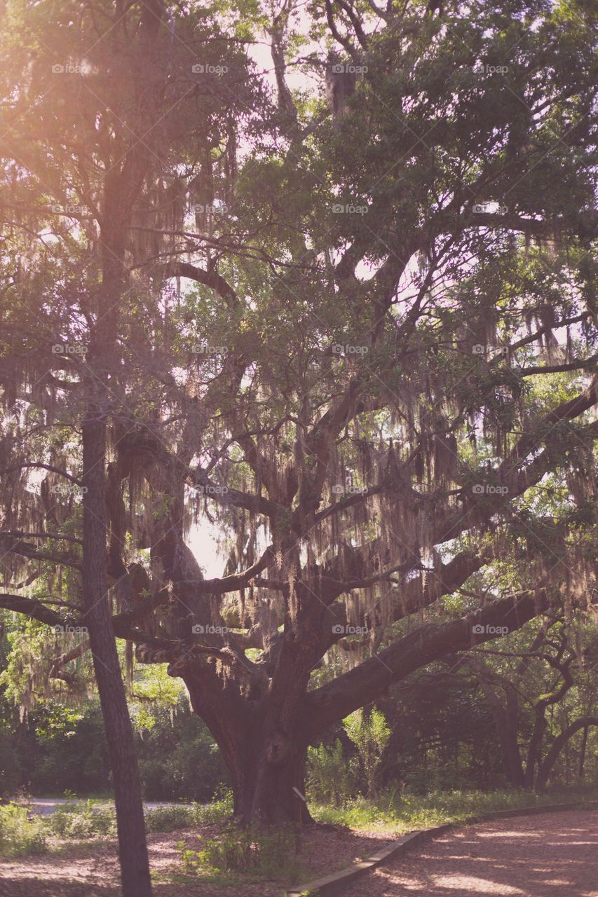 Old oaks and Spanish moss 