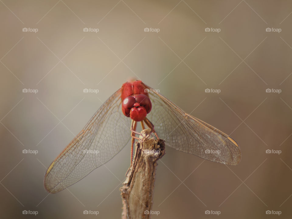 The red dragonfly.