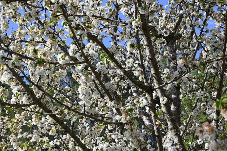 cherry tree blossom