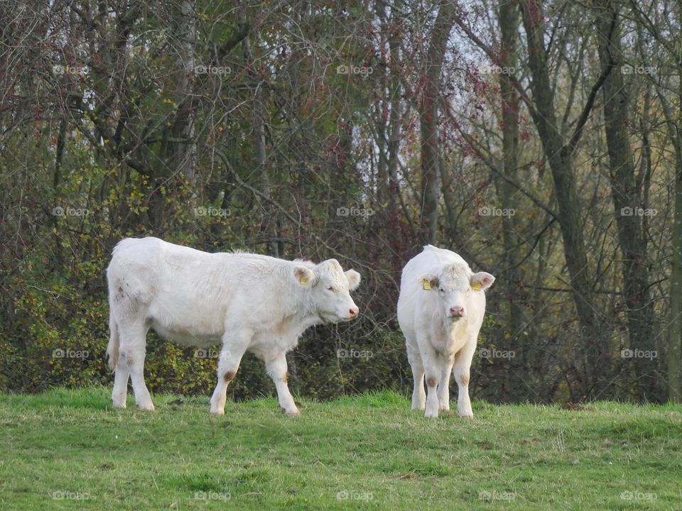 White cattle