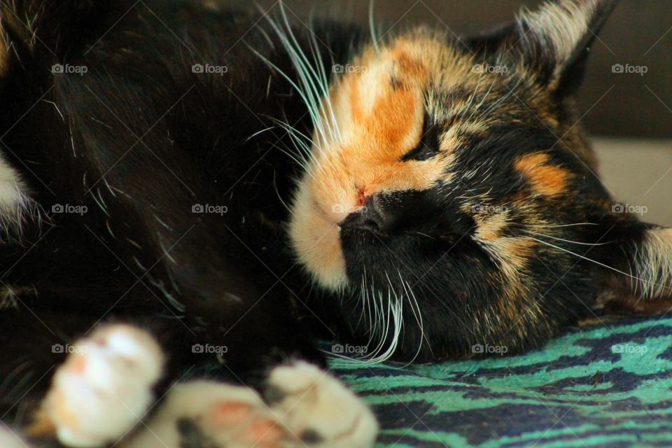 Happy kitty sleepy kitty pur pur pur