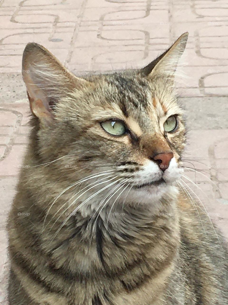 Beautiful grey cat