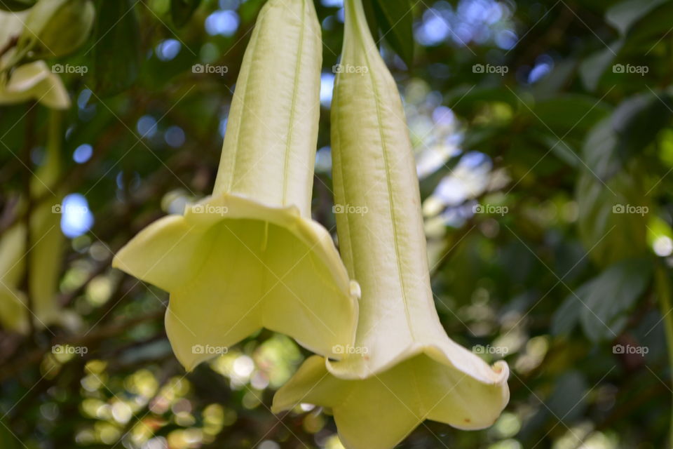 Yellow bell flower 