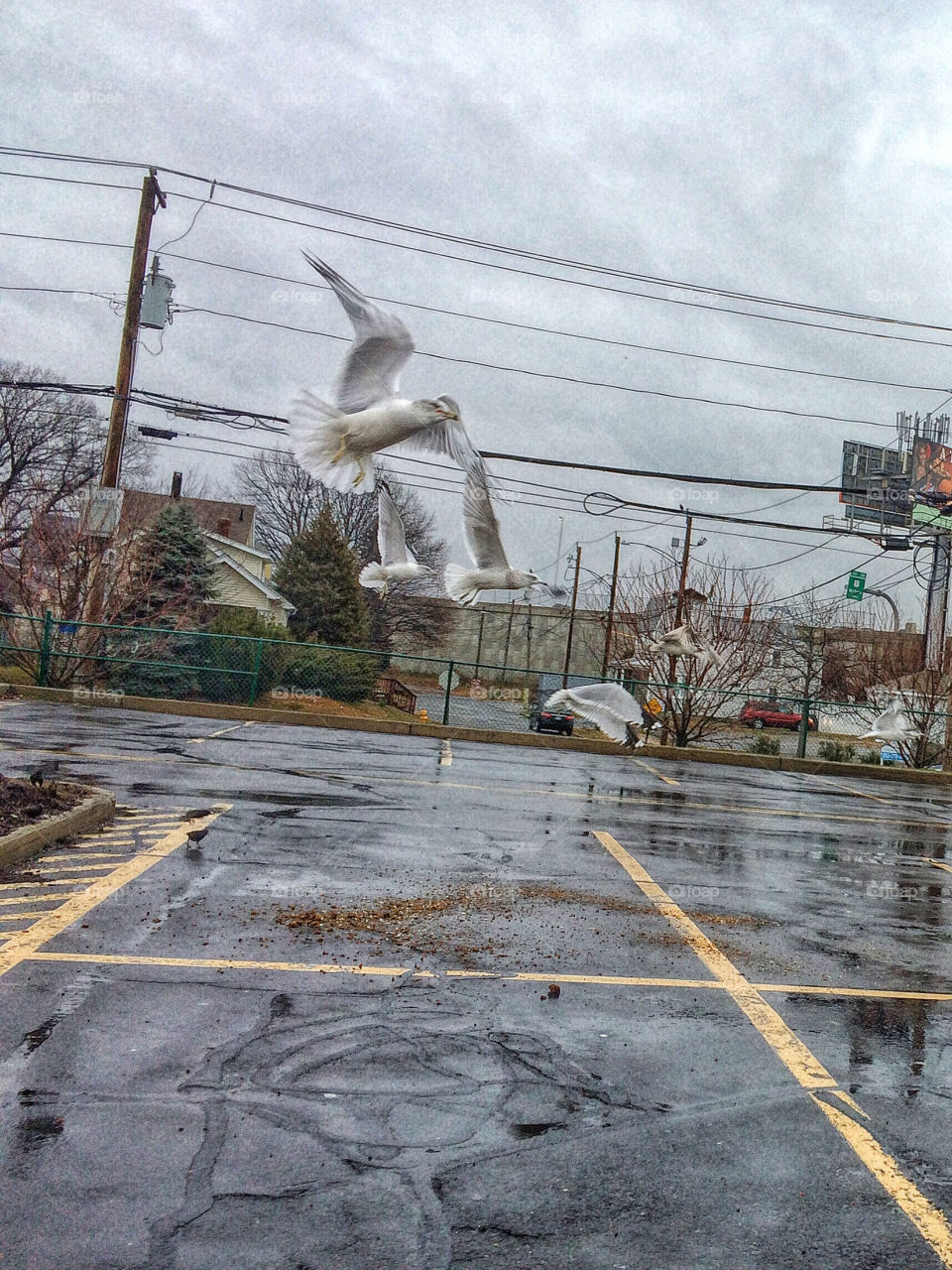 Gulls and grey skies 