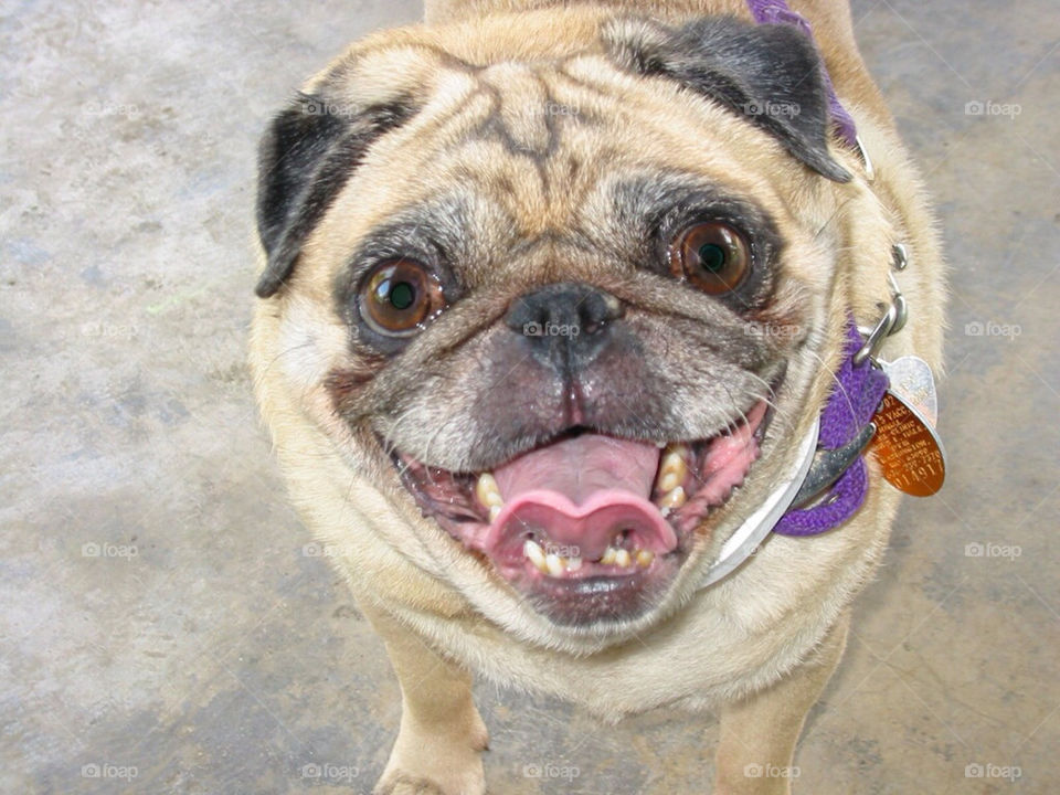 smile dog cute pug by saskins