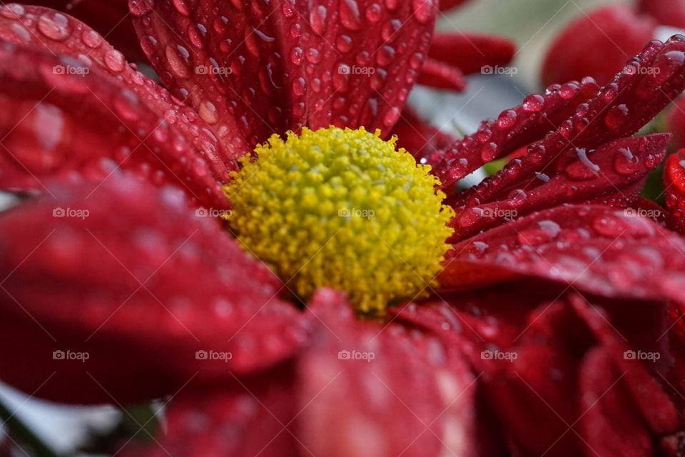 dew on red daisy
