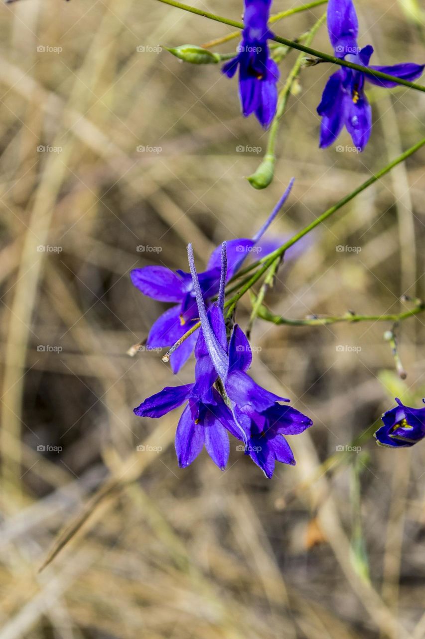 Delphinium consolida