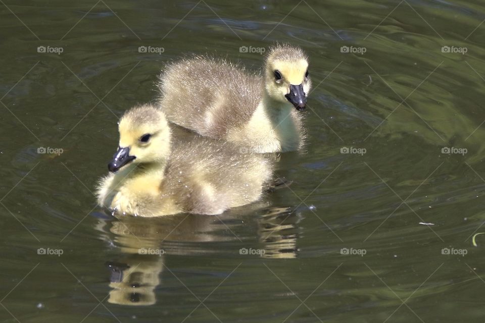 Canadian goose goslings venturing out to explore in their new territory.