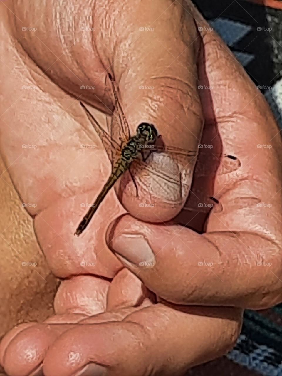Dragonfly while meditating
