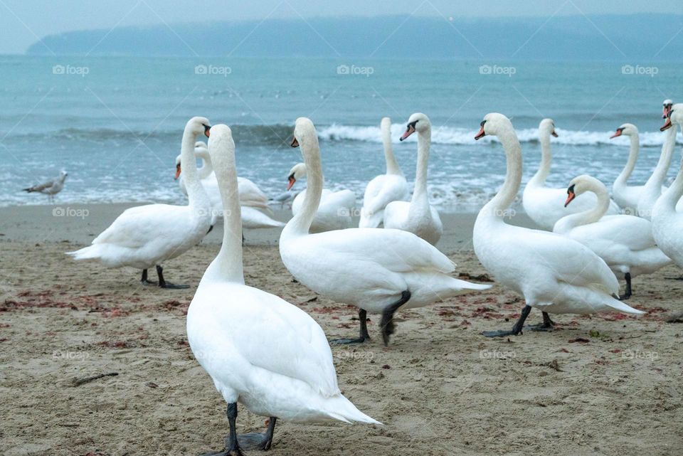 Birds & Bees - Nature in Motion