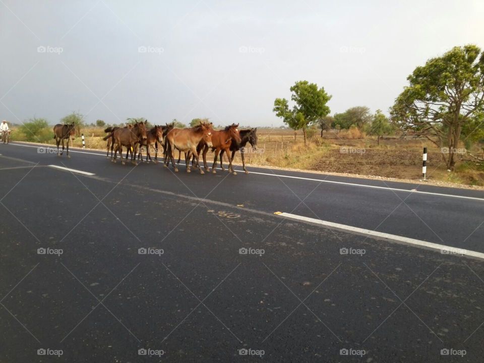 Horses on Road!!