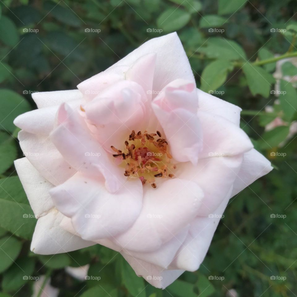 The White rose..........................................