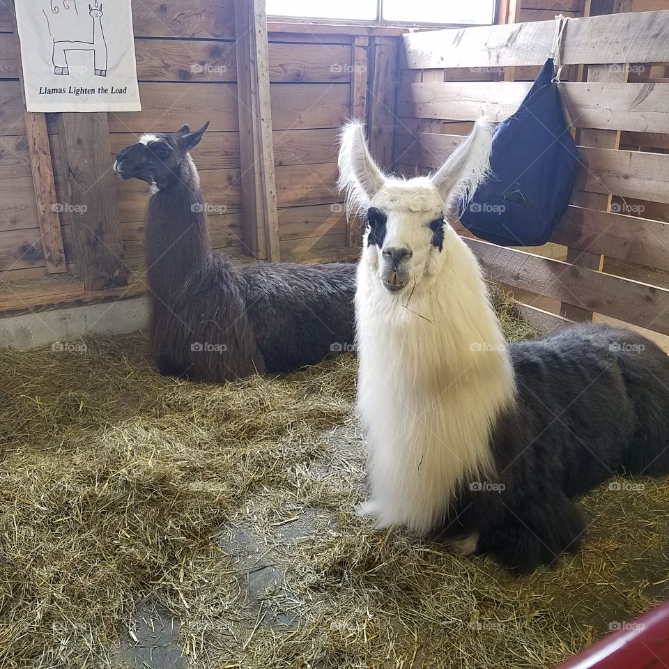 lamas