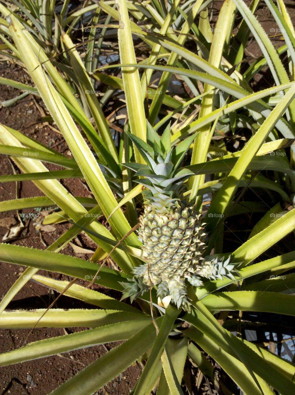 Pineapple
