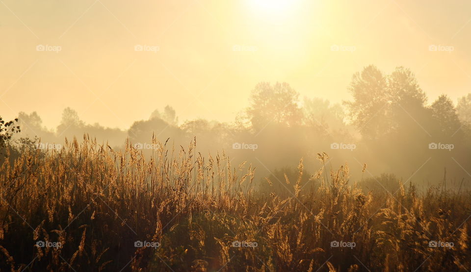 Misty morning autumn landscape