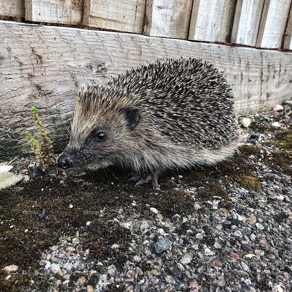 Hedgehog on the pavement during daytime 