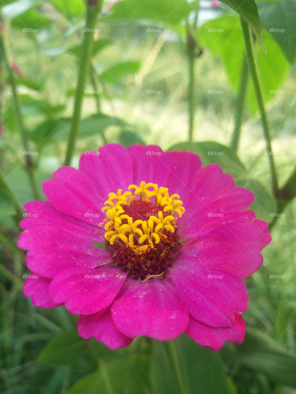 flower lover 🌺 true potrait 
📸 Muneeb bhat