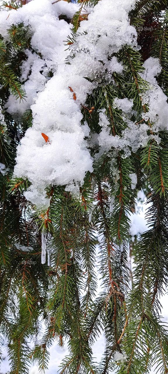 Icicles on tree branches