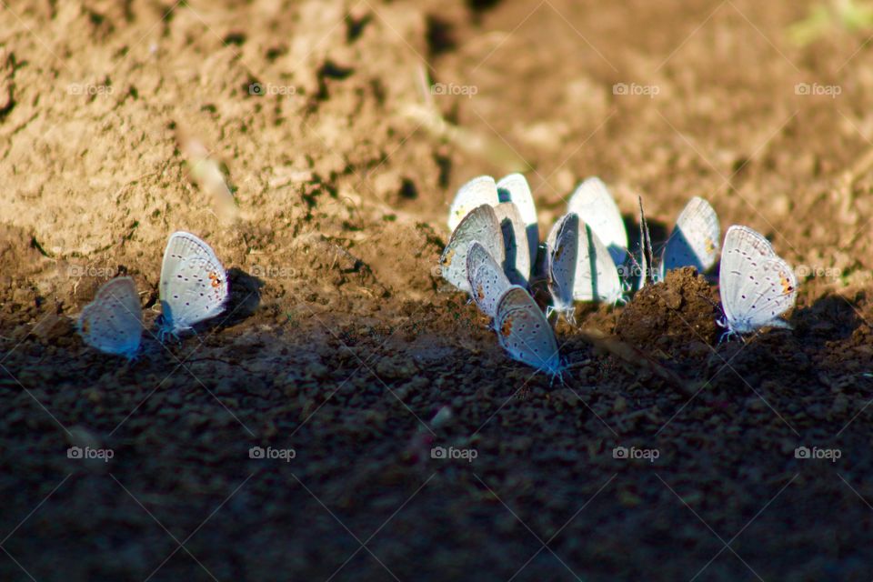 A colony of Small Blue butterflies congregate on a line in the dirt between bright sunlight and cool, late-day shade