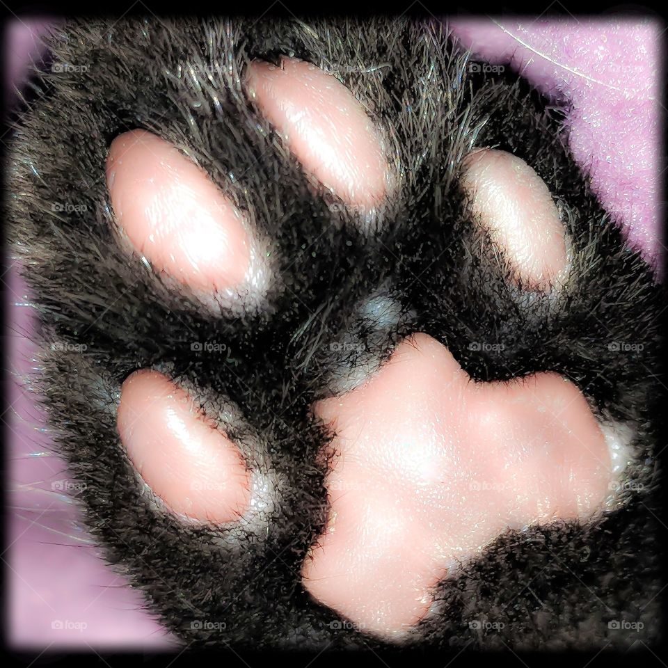 Kitten Paw 5