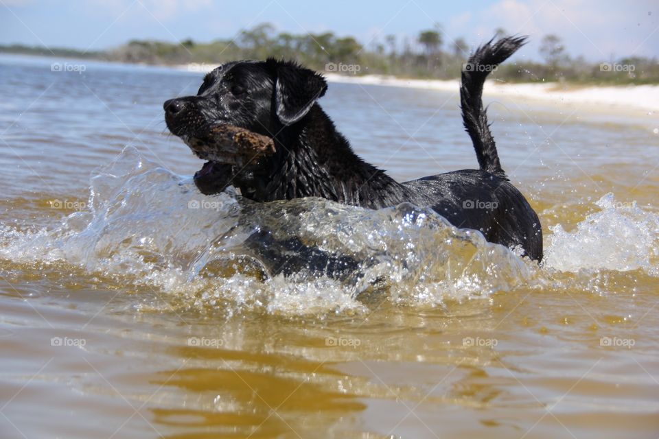 Black lab Jackson bounds through the water while doing his favorite thing, fetching a stick. 