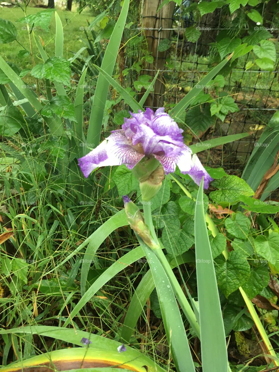 One of my purple iris in one of my flower gardens. Spotted this this morning but it’s the wrong time of year!