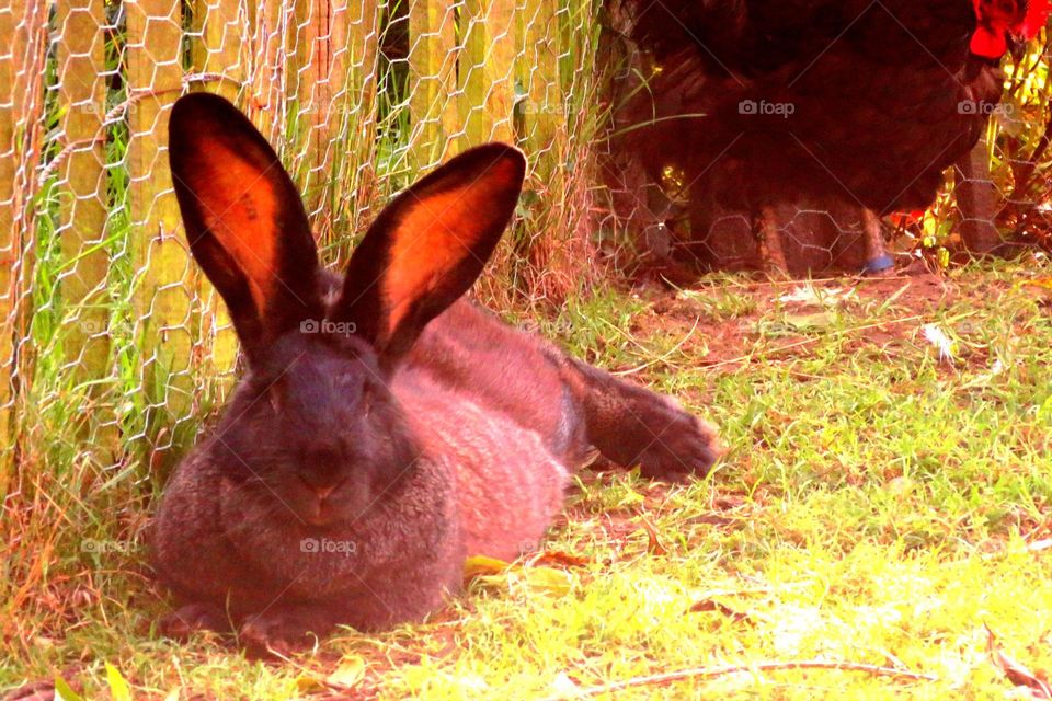 huge rabbit