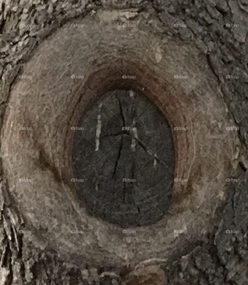 A tree knot.