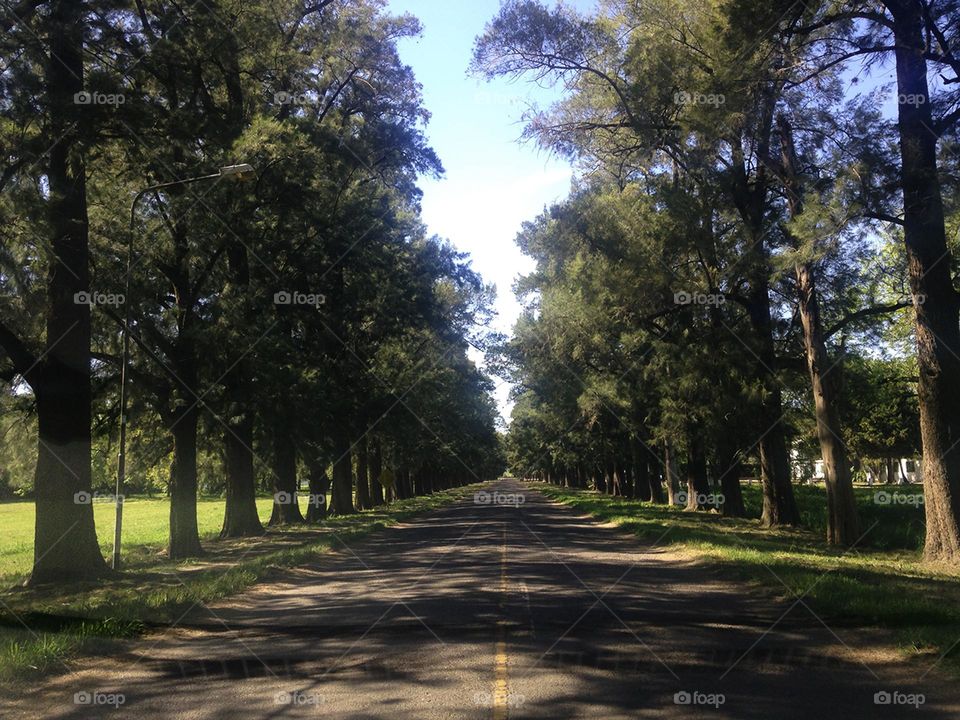 Path through giant trees