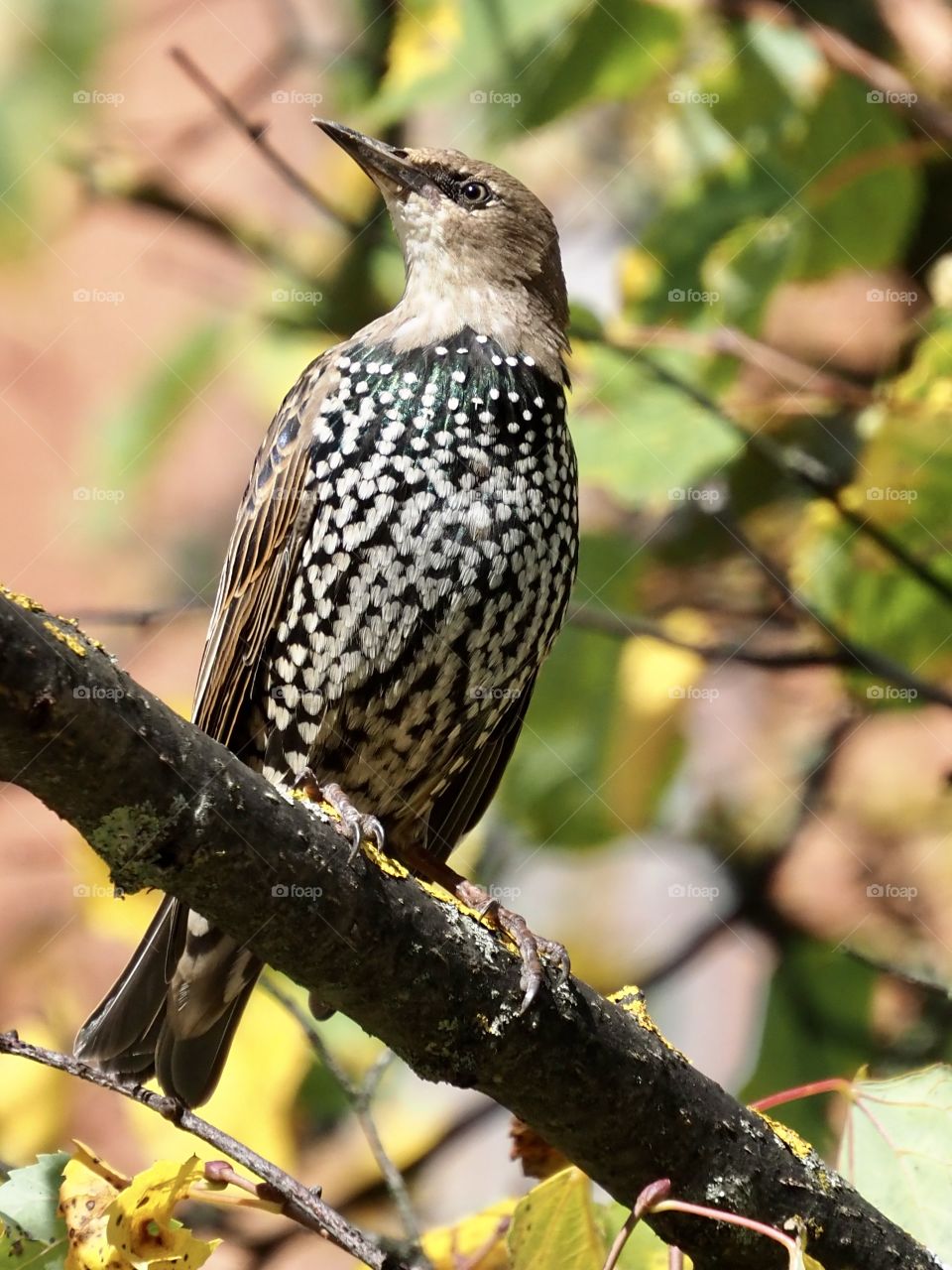 Starling
