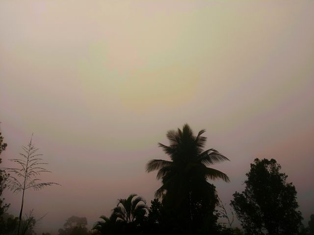 coconut tree with sky