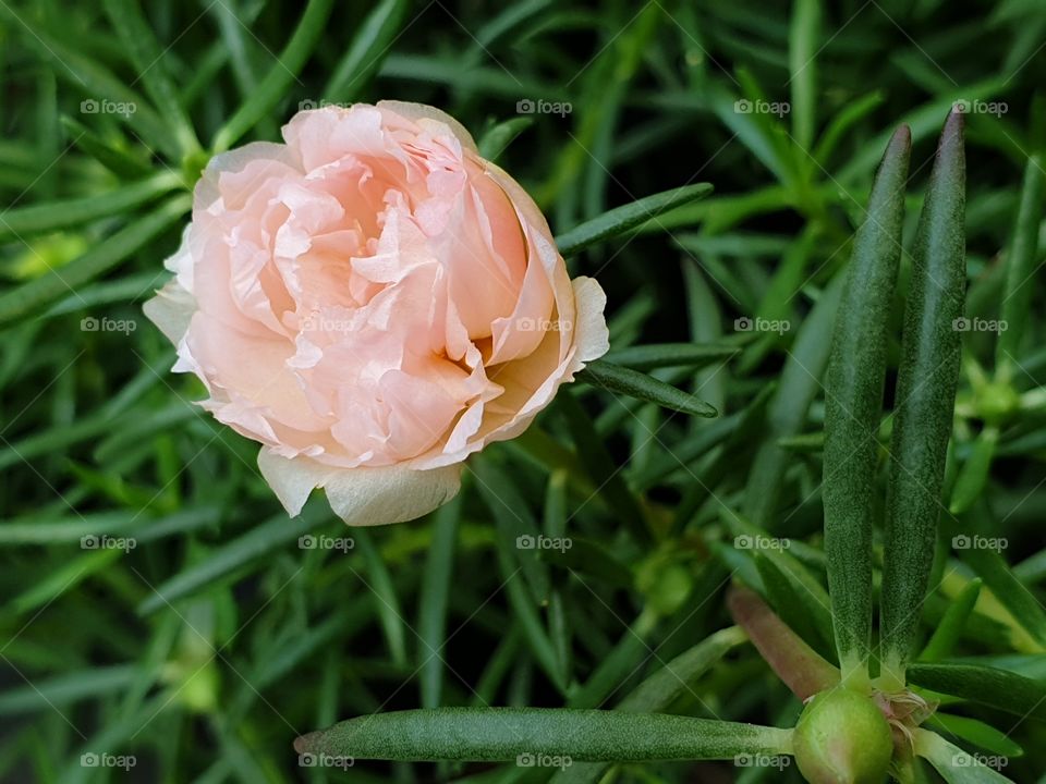 my beautiful Portulaca grandiflora