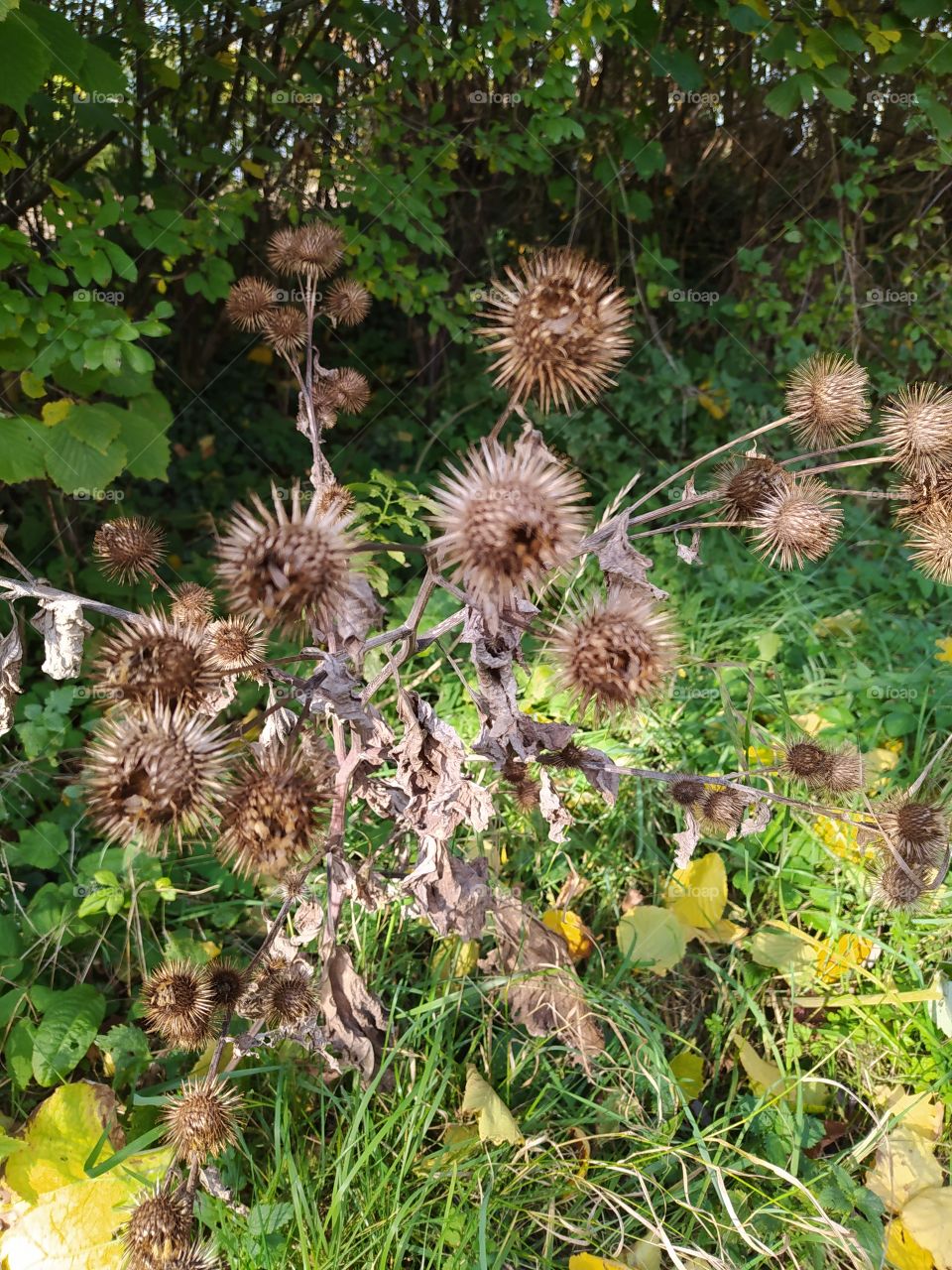 burdock