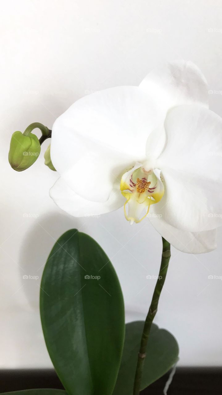 My blooming orchids 