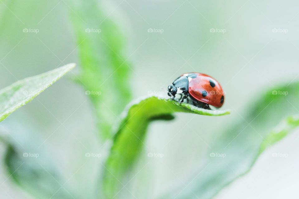 a macro portrait of a ladybug sitting at the edge of a blade of grass during springtime.