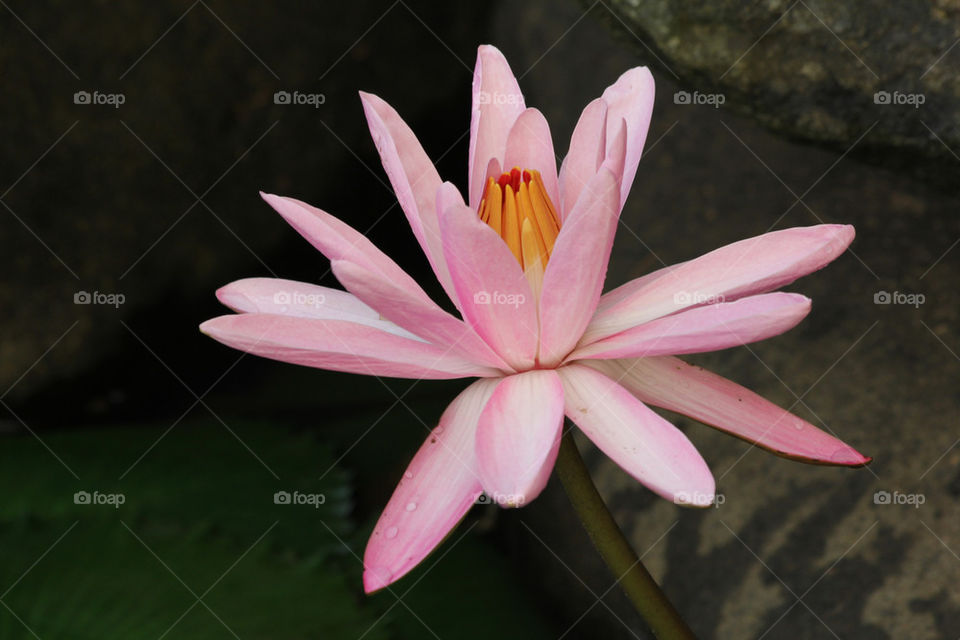 Water lily from Fiji