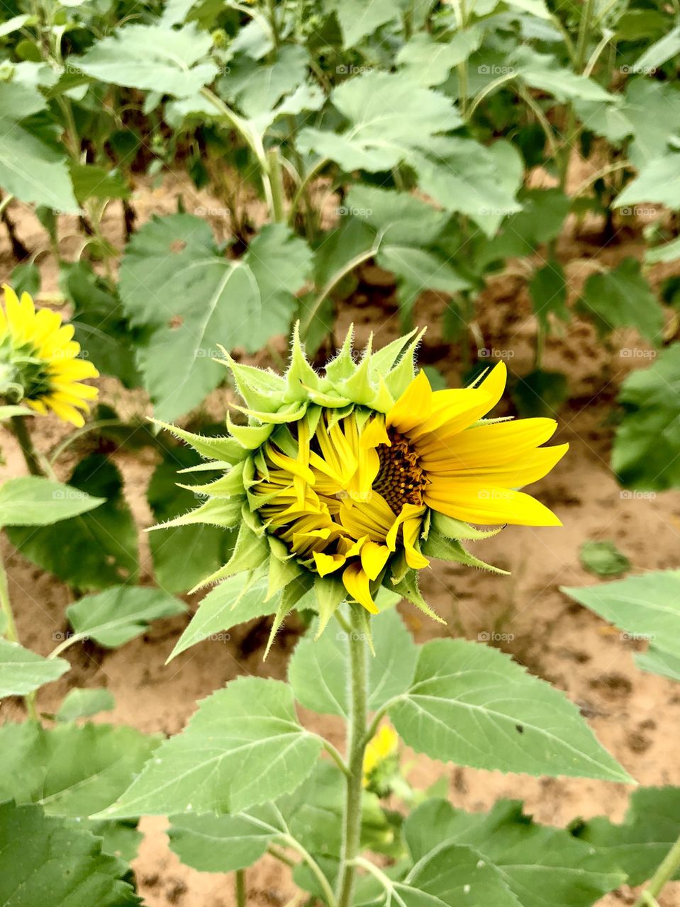 July at the sunflower field 