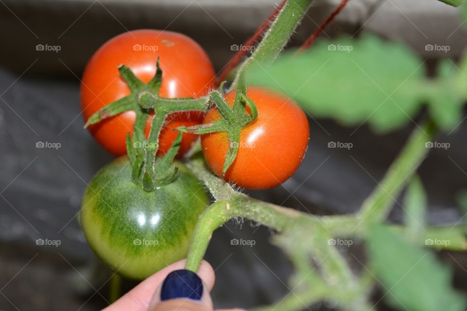 tomatoes