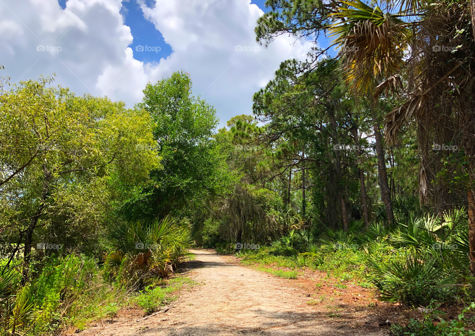 A sunny trail into the deep green forest.