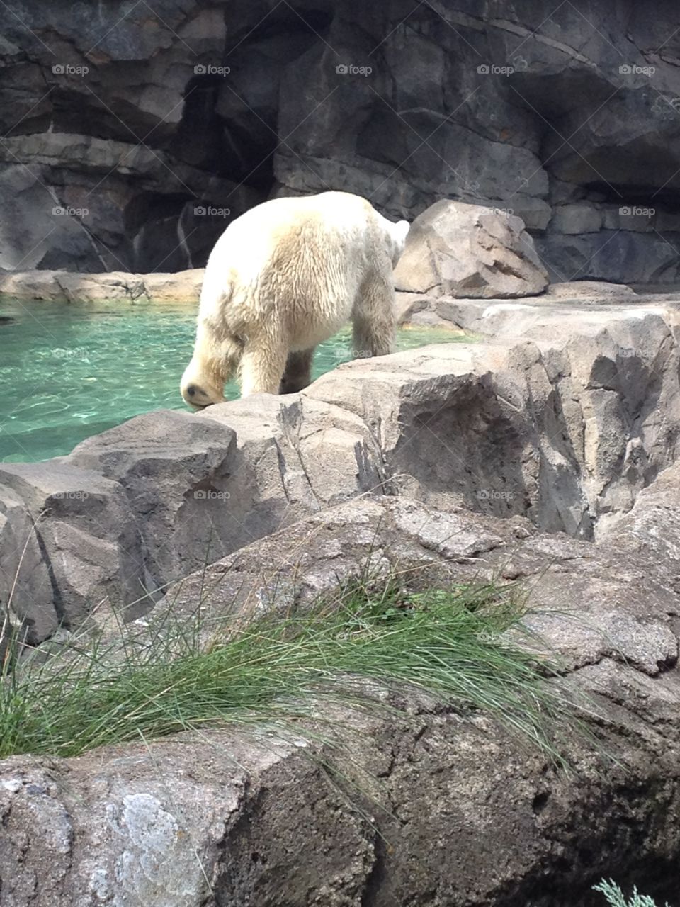 Polar bear