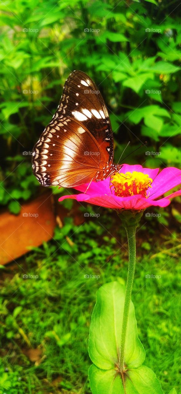 A beautiful butterfly perched on a blooming flower captivates the viewer