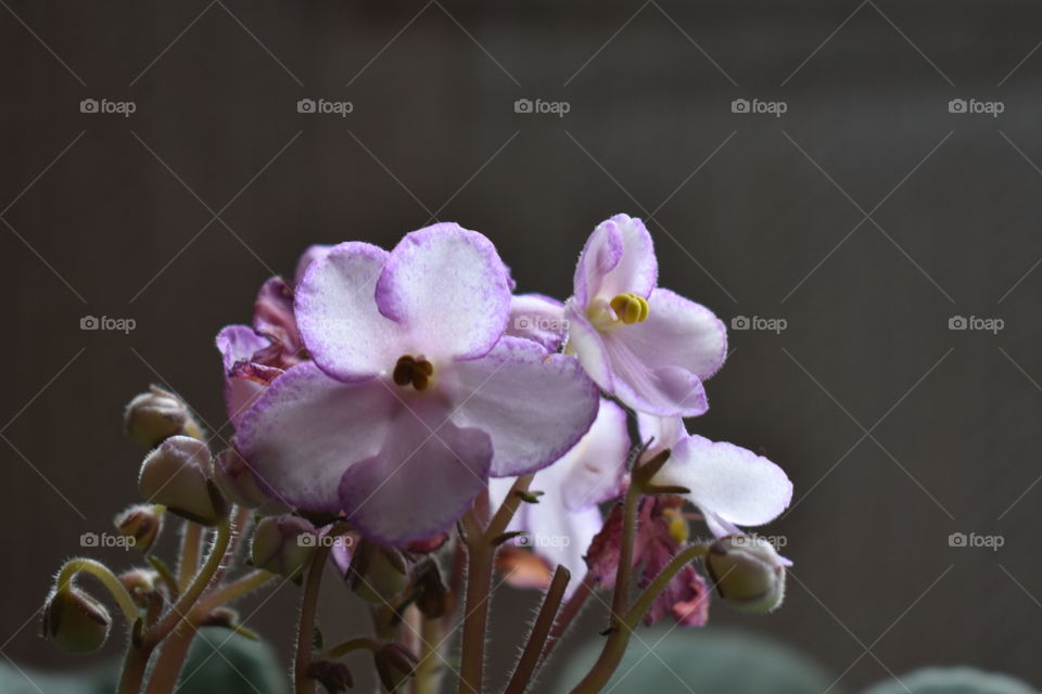 African violet