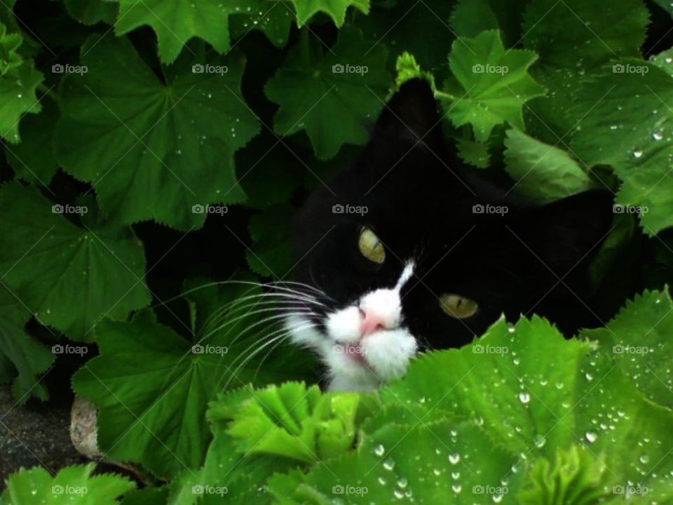 Cat in green