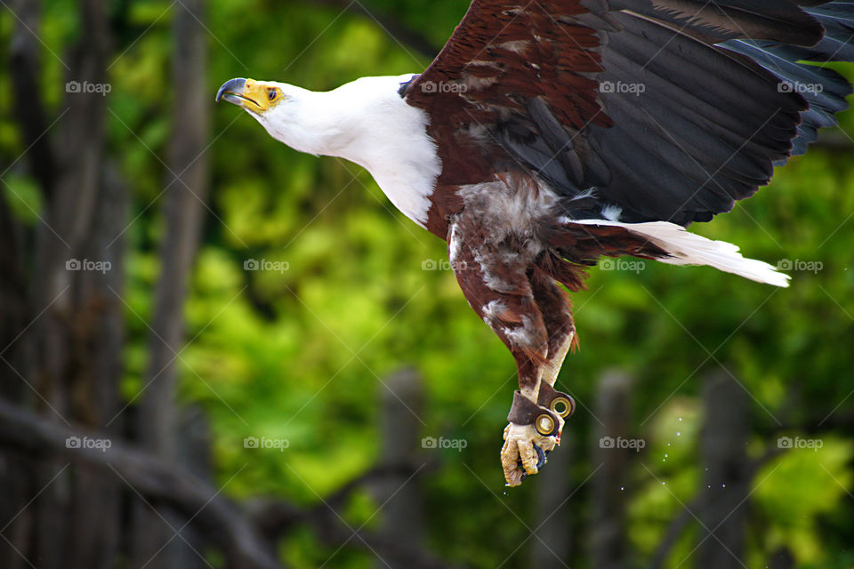 The African fish eagle also known as the African sea eagle or Haliaeetus vocifer trained by means of falconry, flying trees.